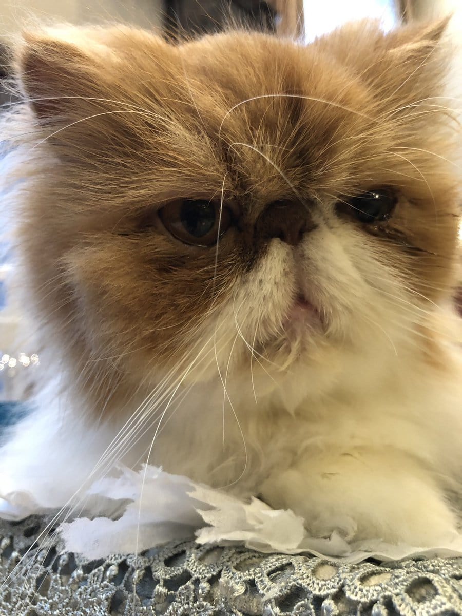 STANFORD所属のモデル・三田久遠の好きなもの④家猫