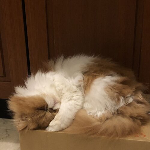 STANFORD所属のモデル・三田久遠の好きなもの④家猫