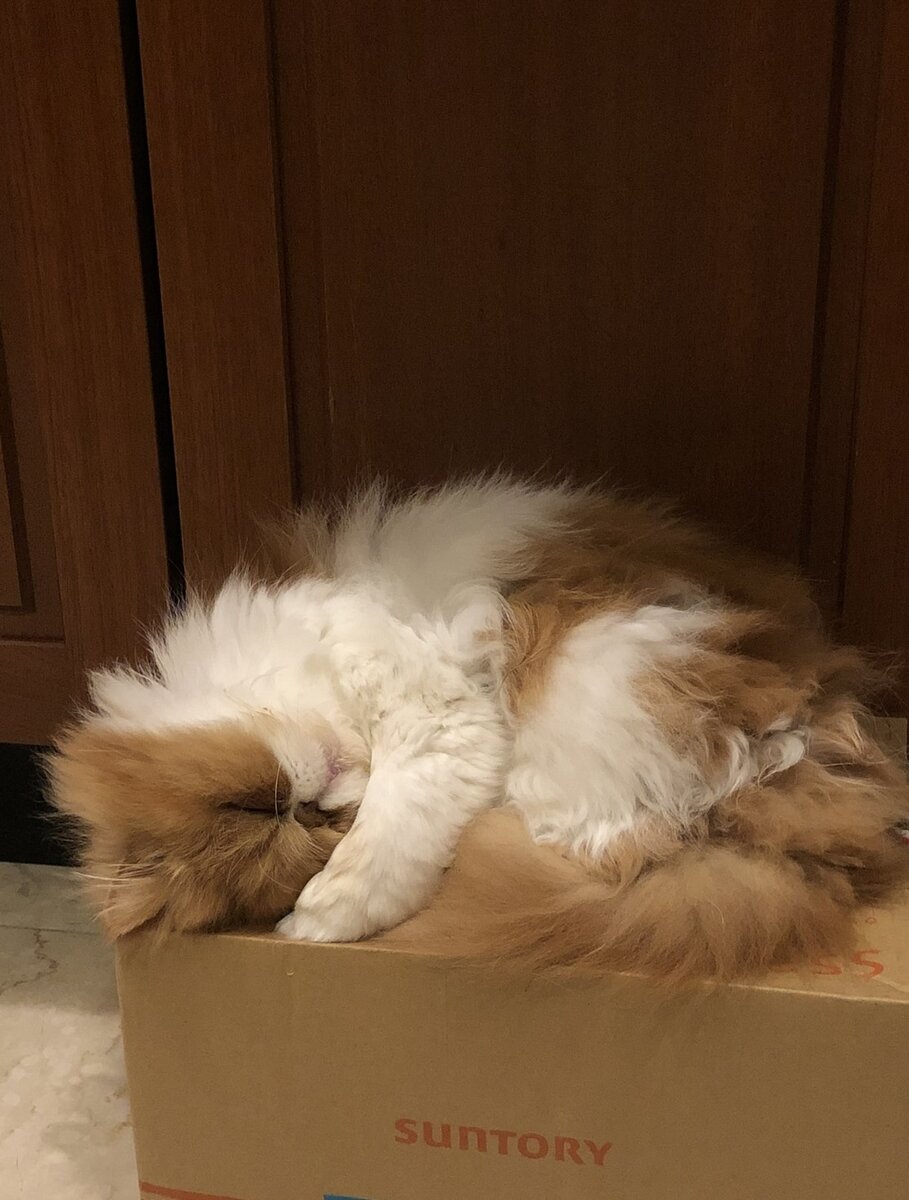 STANFORD所属のモデル・三田久遠の好きなもの④家猫