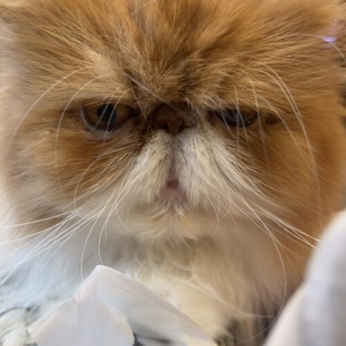 STANFORD所属のモデル・三田久遠の好きなもの④家猫