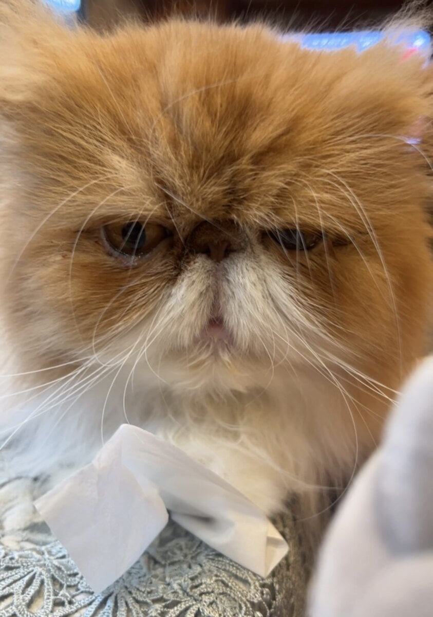 STANFORD所属のモデル・三田久遠の好きなもの④家猫