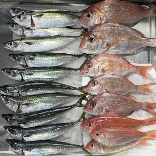 STANFORD所属のモデル・小屋敷りおの好きなもの②魚釣り