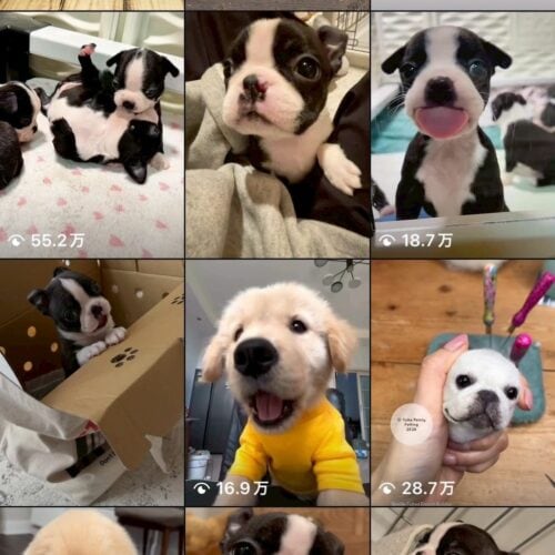 STANFORD所属のモデル・リアナの好きなもの③わんこ