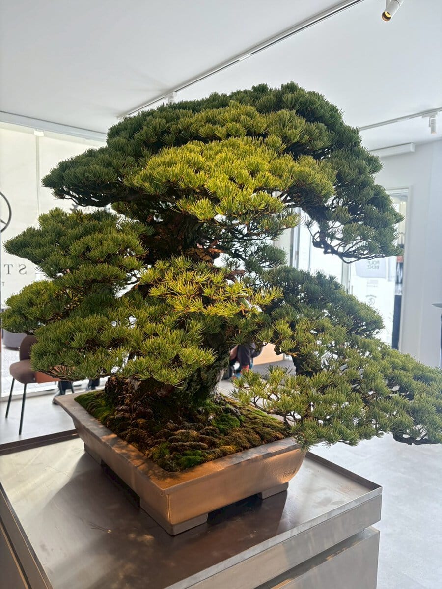 Mercedes-Benz STUDIO TOKYO(メルセデス・ベンツ ストゥーディオ トウキョウ)