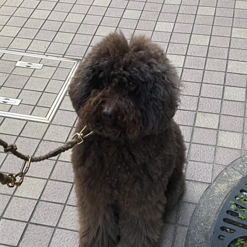 YUUMIKOの好きなもの②犬