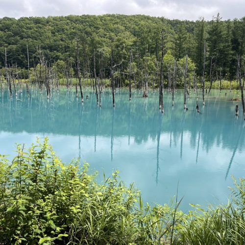 道北・美瑛にある「青い池」はその“青っぷり”がすごい！